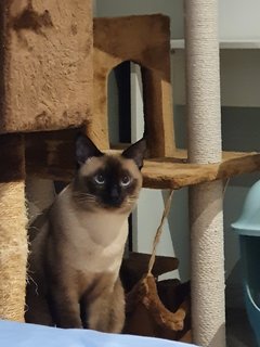 King (Kiki) - Siamese Cat