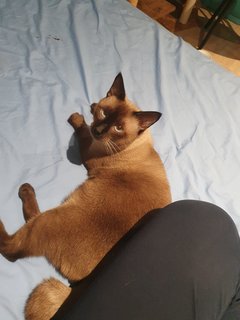 King (Kiki) - Siamese Cat