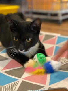 Barcode - Tuxedo Cat