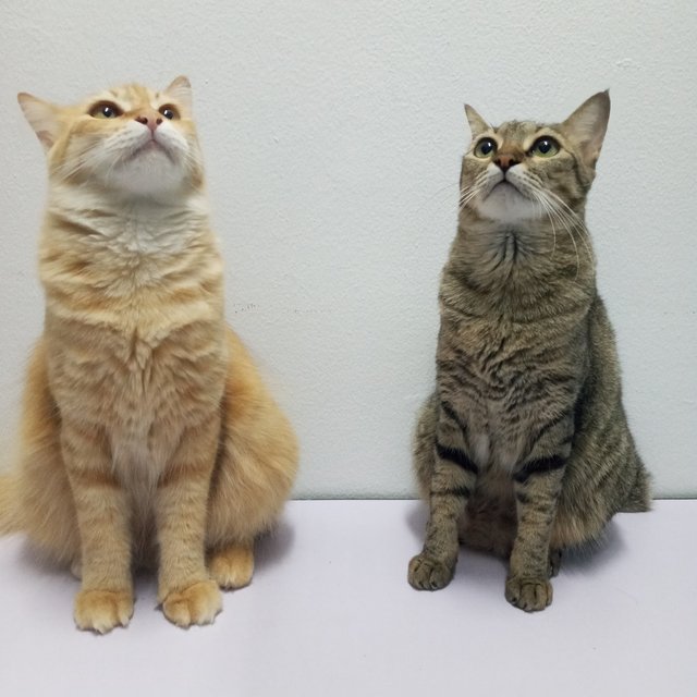 Twinkie And Nala - Domestic Medium Hair + Domestic Short Hair Cat