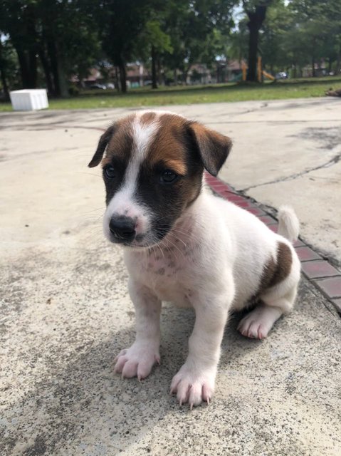 Paco - Jack Russell Terrier Mix Dog