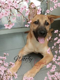 Woofy - Mixed Breed Dog