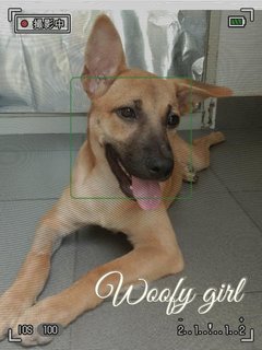 Woofy - Mixed Breed Dog