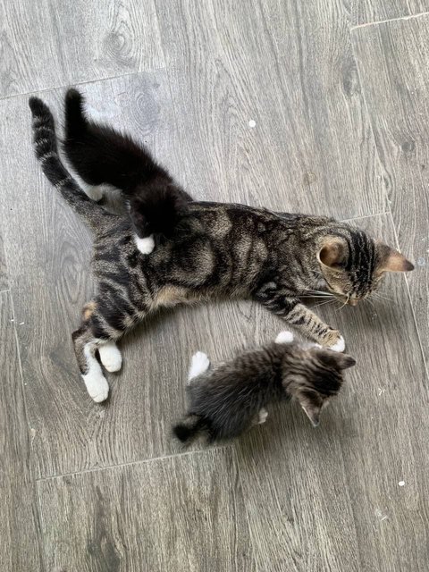 Joji And Her Two Kittens - Domestic Short Hair Cat