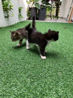 Joji And Her Two Kittens - Domestic Short Hair Cat