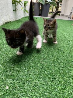 Joji And Her Two Kittens - Domestic Short Hair Cat