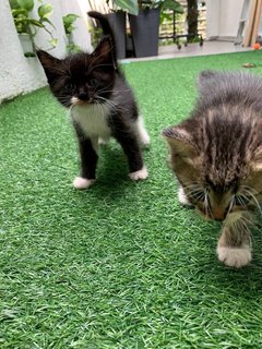 Joji And Her Two Kittens - Domestic Short Hair Cat