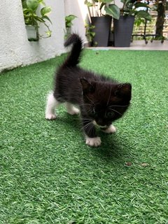 Joji And Her Two Kittens - Domestic Short Hair Cat