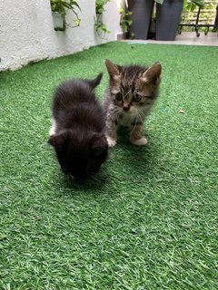 Joji And Her Two Kittens - Domestic Short Hair Cat