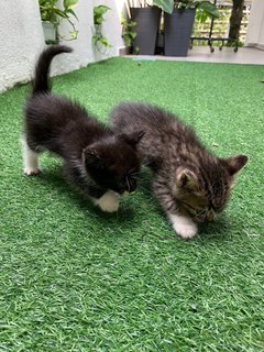 Joji And Her Two Kittens - Domestic Short Hair Cat