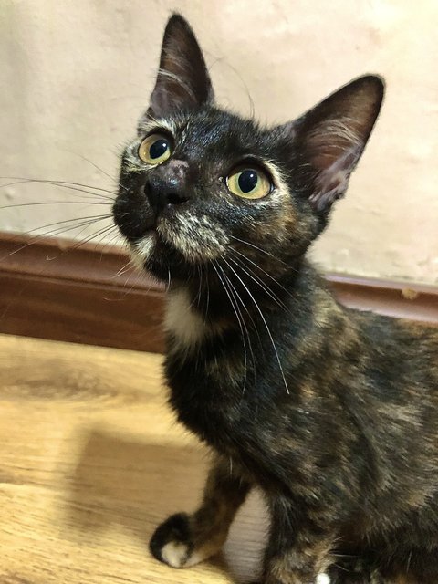 Raven - Tortoiseshell Cat