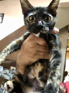 Raven - Tortoiseshell Cat