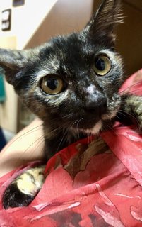 Raven - Tortoiseshell Cat