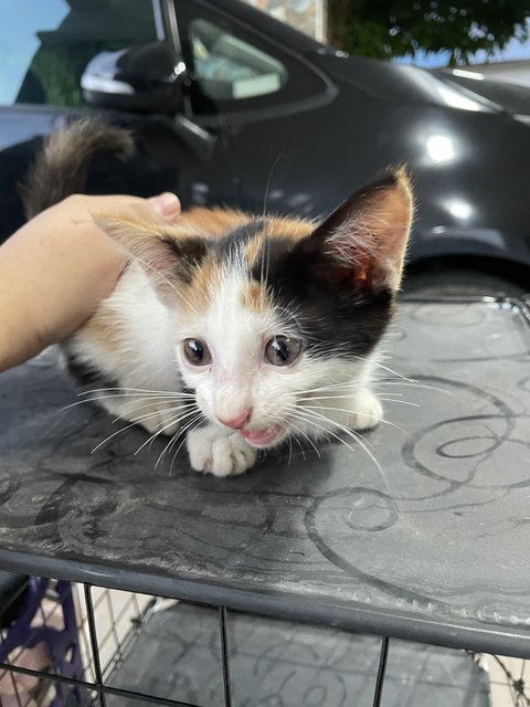 Lil Calico  - Domestic Medium Hair + Domestic Short Hair Cat