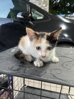 Lil Calico  - Domestic Medium Hair + Domestic Short Hair Cat