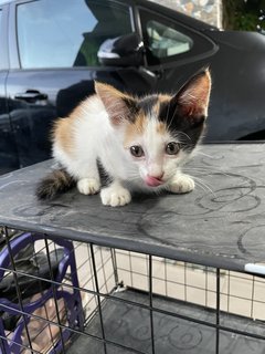 Lil Calico  - Domestic Medium Hair + Domestic Short Hair Cat