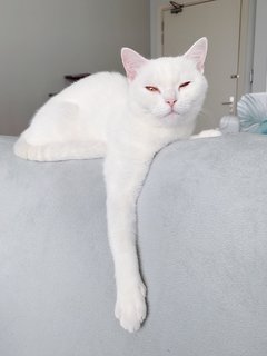 I like to chill on top of the sofa