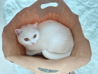 I love paper bag