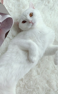 Story - British Shorthair Cat