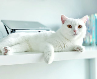 Story - British Shorthair Cat