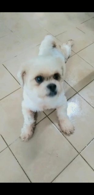 Baby Boy - Shih Tzu Dog