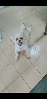 Baby Boy - Shih Tzu Dog