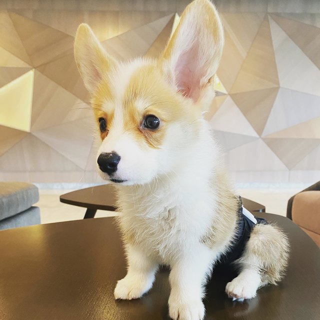 Toby - Corgi Dog