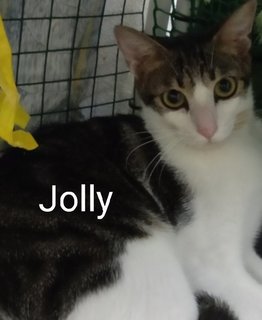 Jolly - Domestic Short Hair Cat