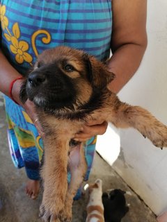 .  - Mixed Breed Dog