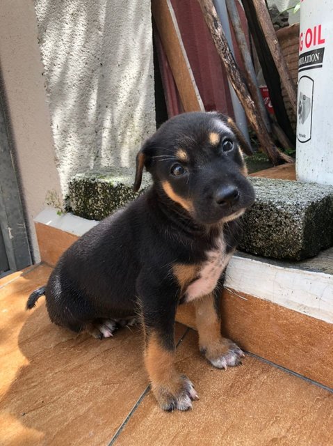 Eren - Mixed Breed Dog