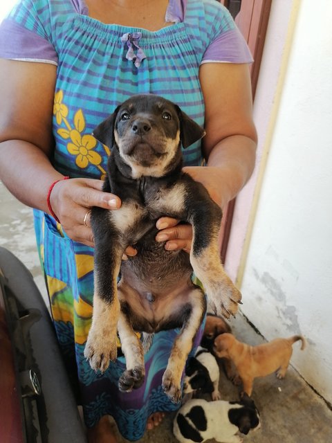 * - Mixed Breed Dog