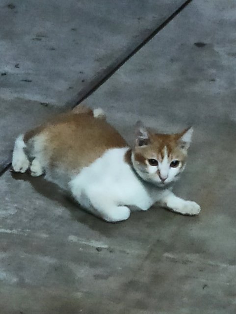 Friendly Oyen And Brother - Domestic Medium Hair + Domestic Short Hair Cat