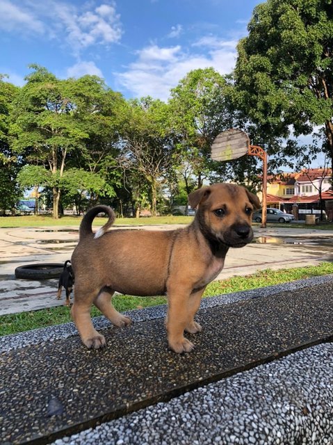 Ashley - Mixed Breed Dog