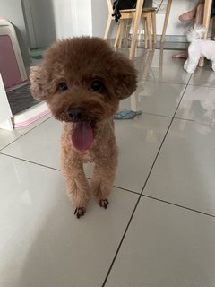 Coco - Poodle Dog