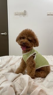 Coco - Poodle Dog