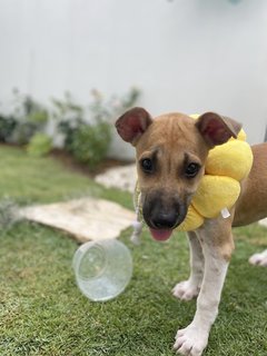 Do - Mixed Breed Dog