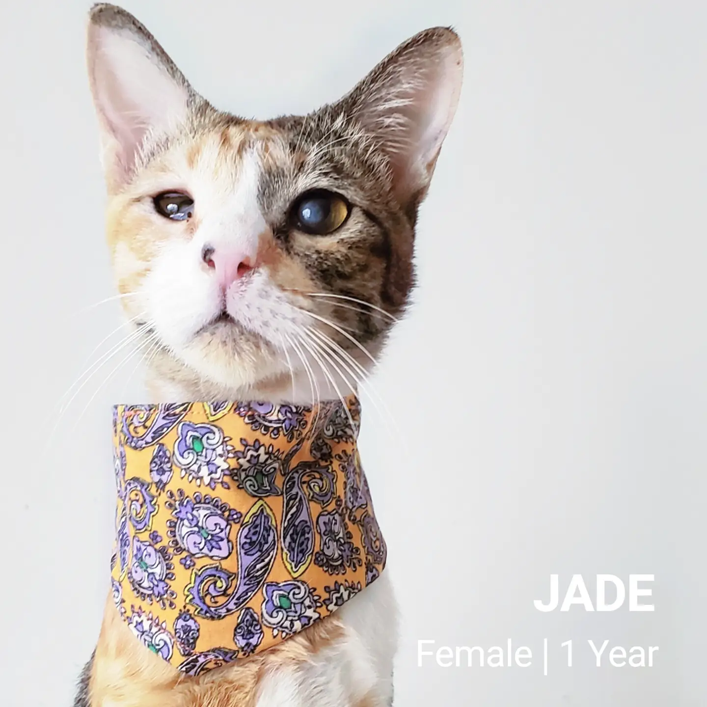 Jade - Domestic Short Hair Cat