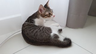 Gilly - Domestic Short Hair Cat