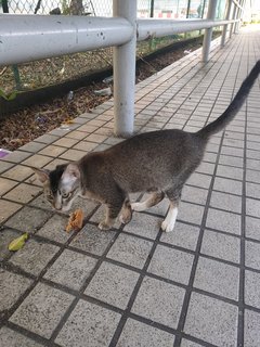 Help Stray Cat - Domestic Short Hair Cat