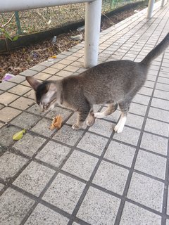 Help Stray Cat - Domestic Short Hair Cat