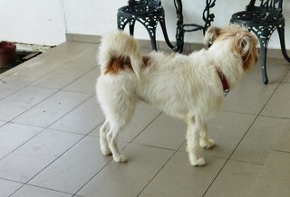 Teddy - Shih Tzu Mix Dog