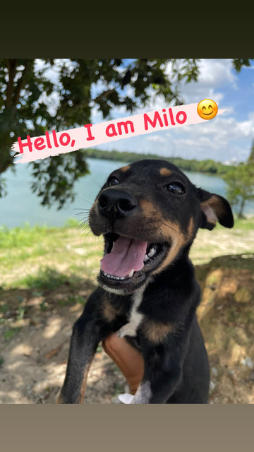 Milo (Male) - Mixed Breed Dog