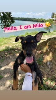 Milo (Male) - Mixed Breed Dog