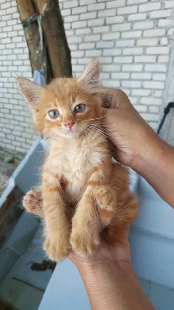 Lovelys - Domestic Medium Hair Cat