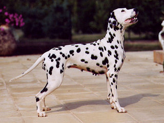 Picky - Dalmatian Dog