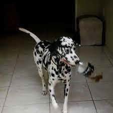 Picky - Dalmatian Dog