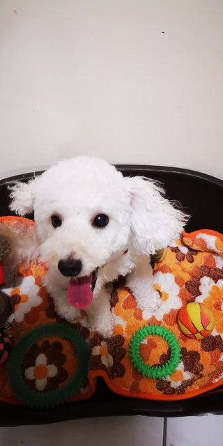 Shiro - Poodle Mix Dog