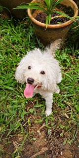 Shiro - Poodle Mix Dog