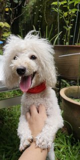 Shiro - Poodle Mix Dog