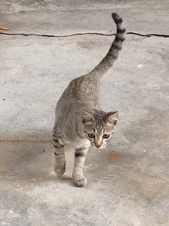 Adopt Segera - Domestic Short Hair Cat